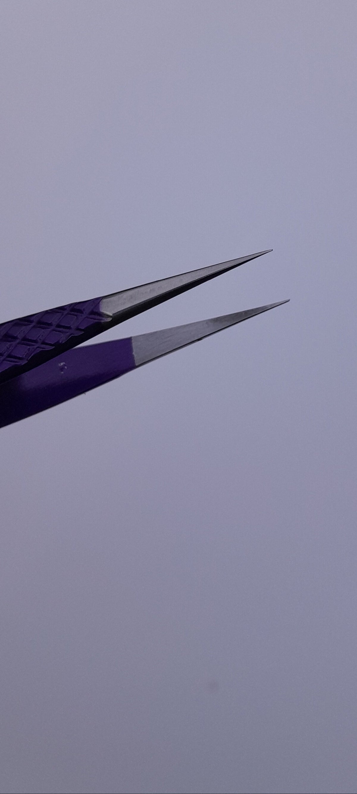 Fine tips of Beauty Lofters powder purple straight isolation tweezer